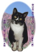 デリちゃんのメモリアル写真　ペット葬儀日：２０１０年１月１５日　千葉県よりご依頼